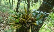 深山的铁皮石斛