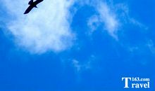 想一想，蓝色天空的鸟儿