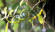 深山里的铁皮石斛