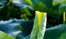 又是一年黄叶飘