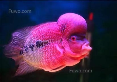 花角