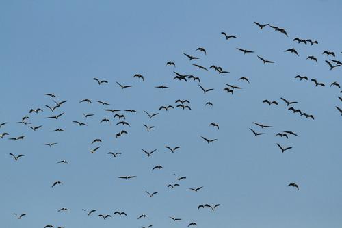 阅读后飞鸟的天空