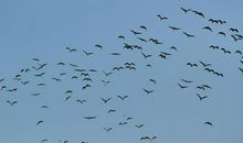 飞鸟的天空读后感