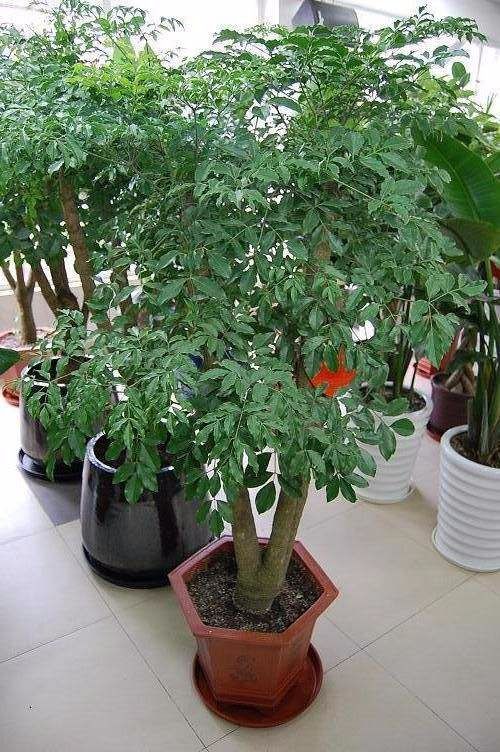 那幸福树