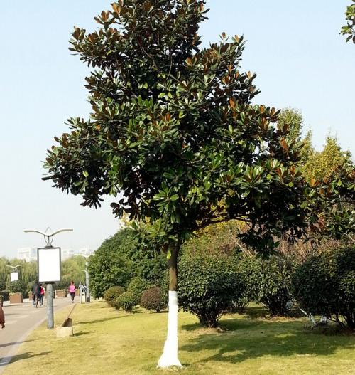 玉兰