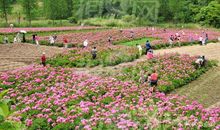 游学，勿忘我花海