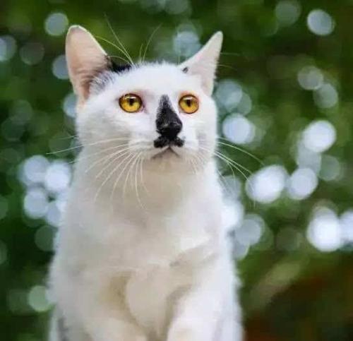 我找到了猫的秘密