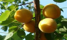 我与杏小共成长