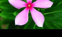 心情如阳光般美丽