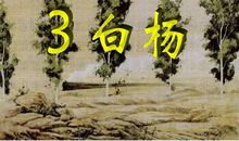 夸夸我们的白杨树