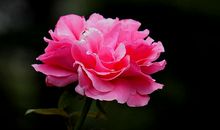 月月花开月季红