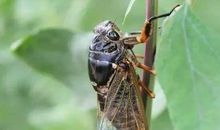 属于夏天的声音