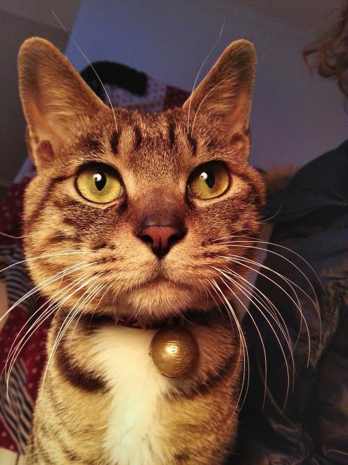 剃小猫