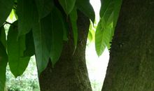 走进深山了解铁皮石斛