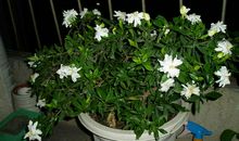 我喜欢的植物300字作文