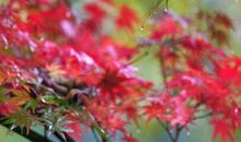 一根草，滋润了我的心田