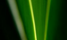 一抹绿色的感念