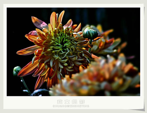 菊花再开一年