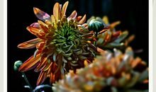 又是一年菊花开