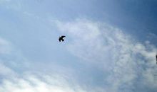 在文学的天空中飞翔