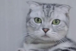失落的胡子小猫