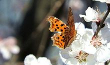 聆听彩蝶飞舞的声音