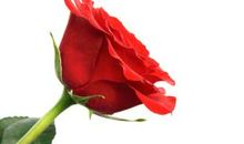 我变成了一朵玫瑰花