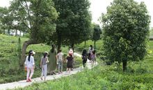 行走花草树木间