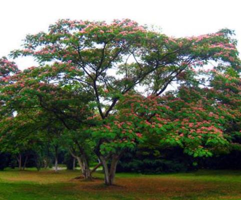 高合金树