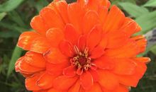 记忆是一朵最美的花