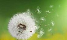 蒲公英又开