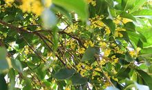 幽幽桂子飘香时