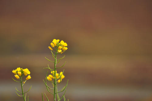在面对死者时我哭了。