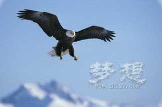 弱鹰