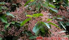 又见枝头春意闹