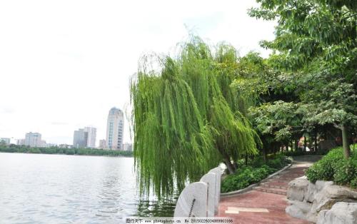 柳树在公园里