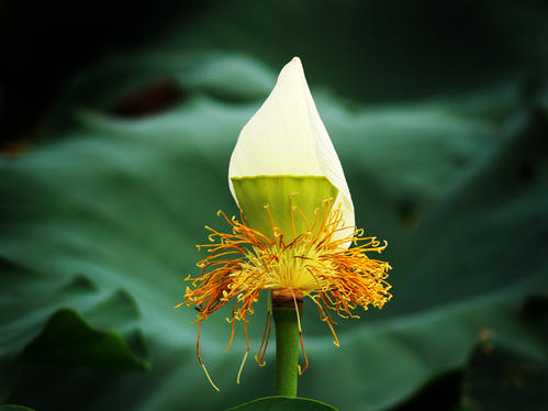 发现残留莲花的美丽