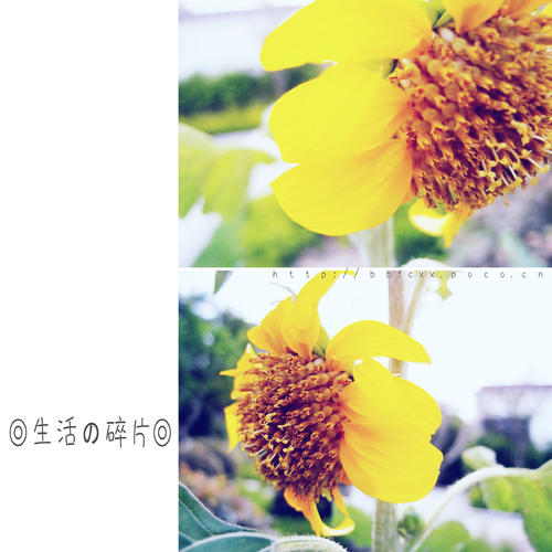 片段寿命