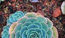 多肉植物的奥妙