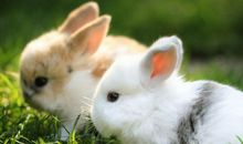 没有尾巴的兔子