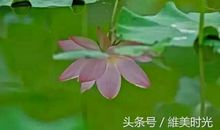 让道德之花开在心中