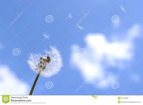 蒲公英的愿望