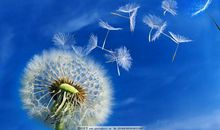飞散的蒲公英