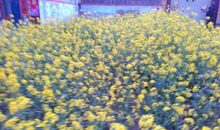 散步偶遇的花香