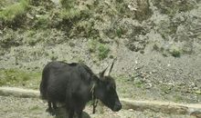 我渴望几分感性