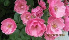 假如我变成了一朵蔷薇花