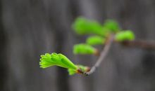 那悄然而至的春