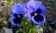 雨中的那朵蝴蝶花