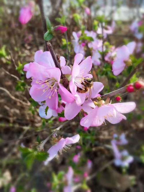 花朵开花的地方