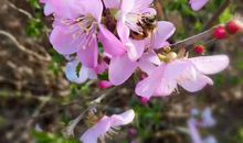 花儿盛开的地方